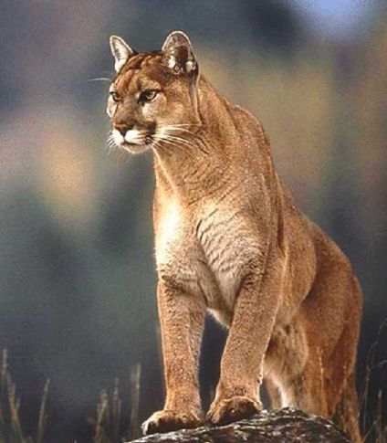 dogo vs puma dogo vs puma